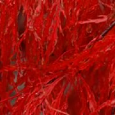 Maple2