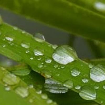 Raindrops4